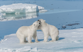 ijsberen op spitsbergen Twee jonge wilde ijsberen spelen op het pakijs in de Arctische Zee, ten noorden van Spitsbergen. Tussen het drijvende ijs rennen en rollen ze in het zachte poollicht, een zeldzaam en indrukwekkend moment in een van de meest afgelegen gebieden ter wereld.